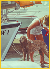 Girl Washing Dog