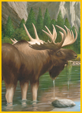 Moose in Yosemite